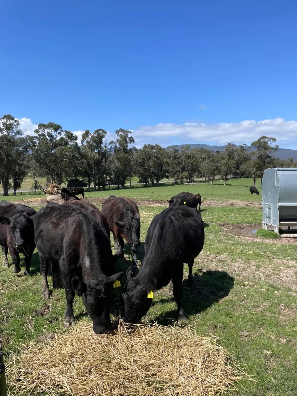 Black Angus cattle grazing on hay in a green paddock