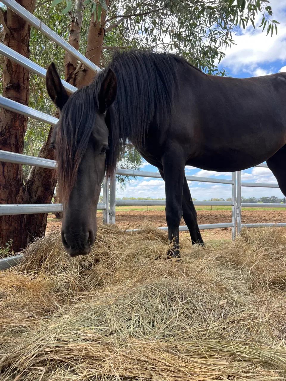A dark horse feeding from a round bale at the fence line