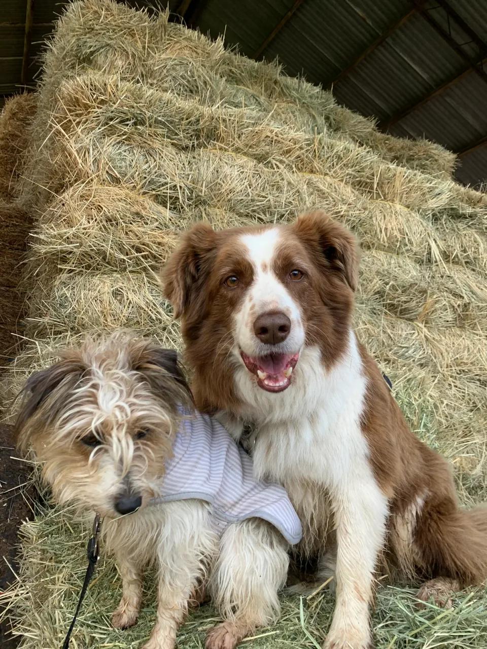 Maggie and her mate, two dogs sitting on the hay in the shed