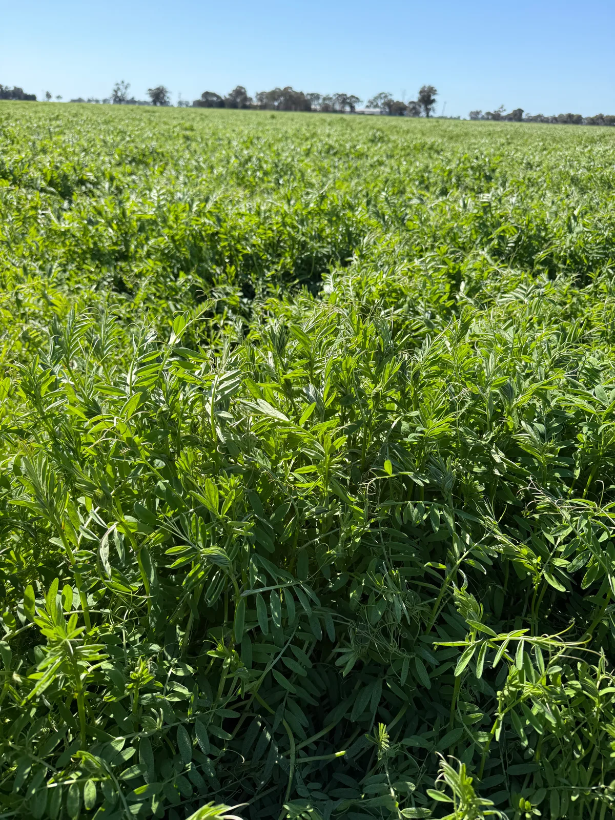 26 Season Vetch- Early OCT, Farm Direct