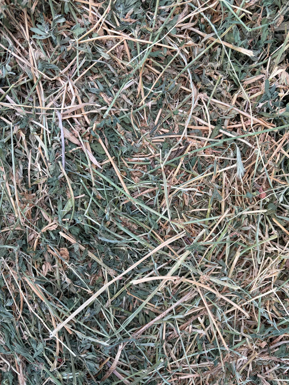 2nd Cut Lucerne Small squares, Farm Direct