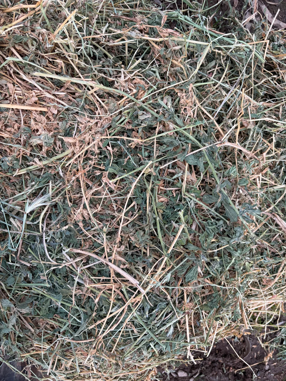 2nd Cut Lucerne Small squares, Farm Direct Stock Feeds — photo 2