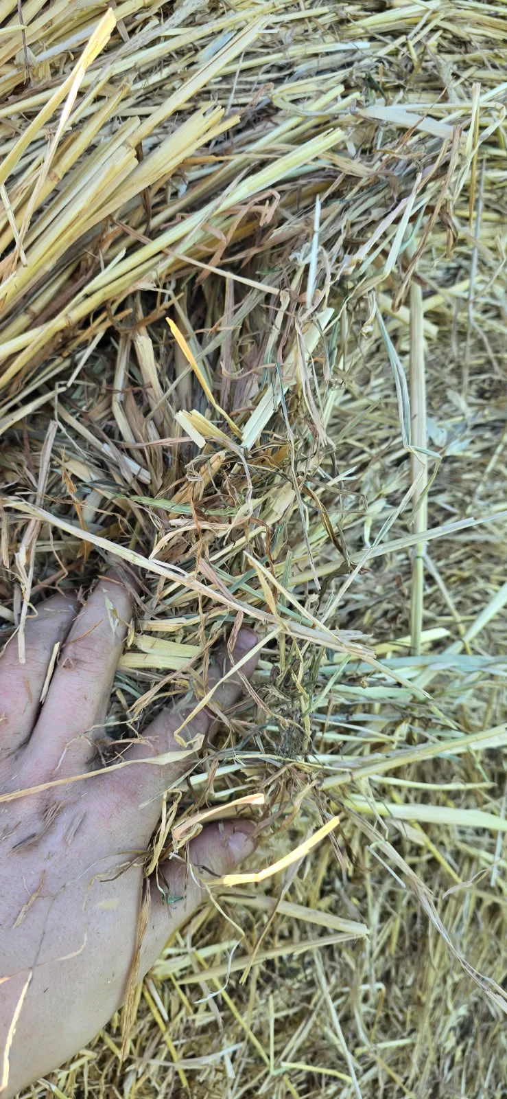 4x4 Oaten/ Rye, Farm Direct Stock Feeds — photo 2