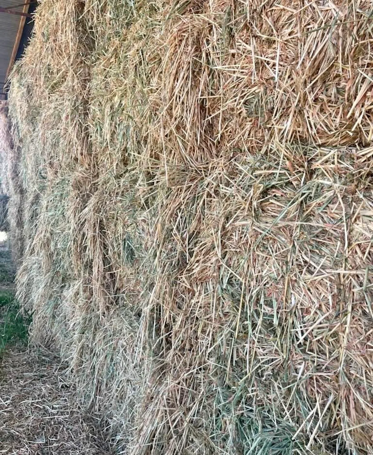 Barley (bearded), Farm Direct Stock Feeds — photo 2