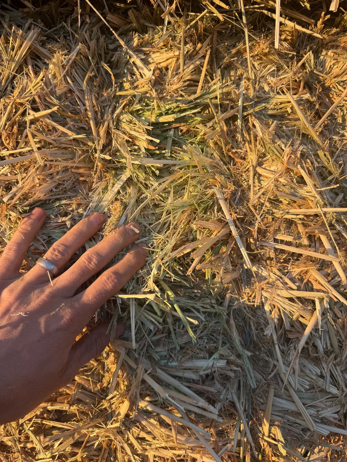 Barley Hay 26, Farm Direct Stock Feeds — photo 4