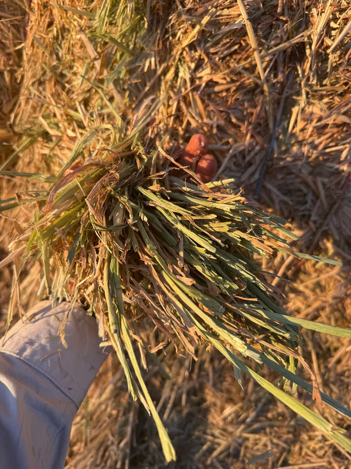 Barley Hay 26, Farm Direct Stock Feeds — photo 2