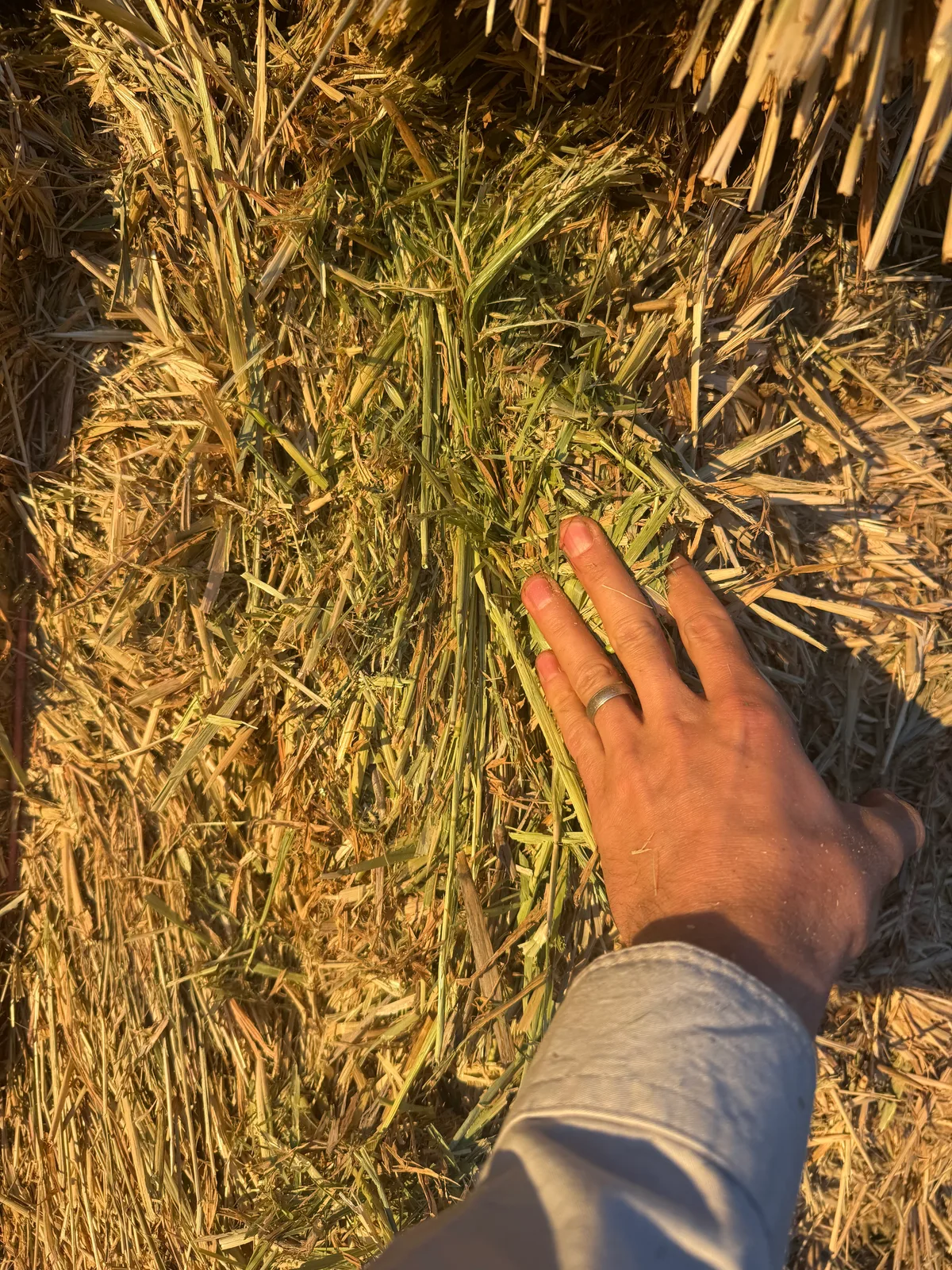 Barley Hay 26, Farm Direct Stock Feeds — photo 3