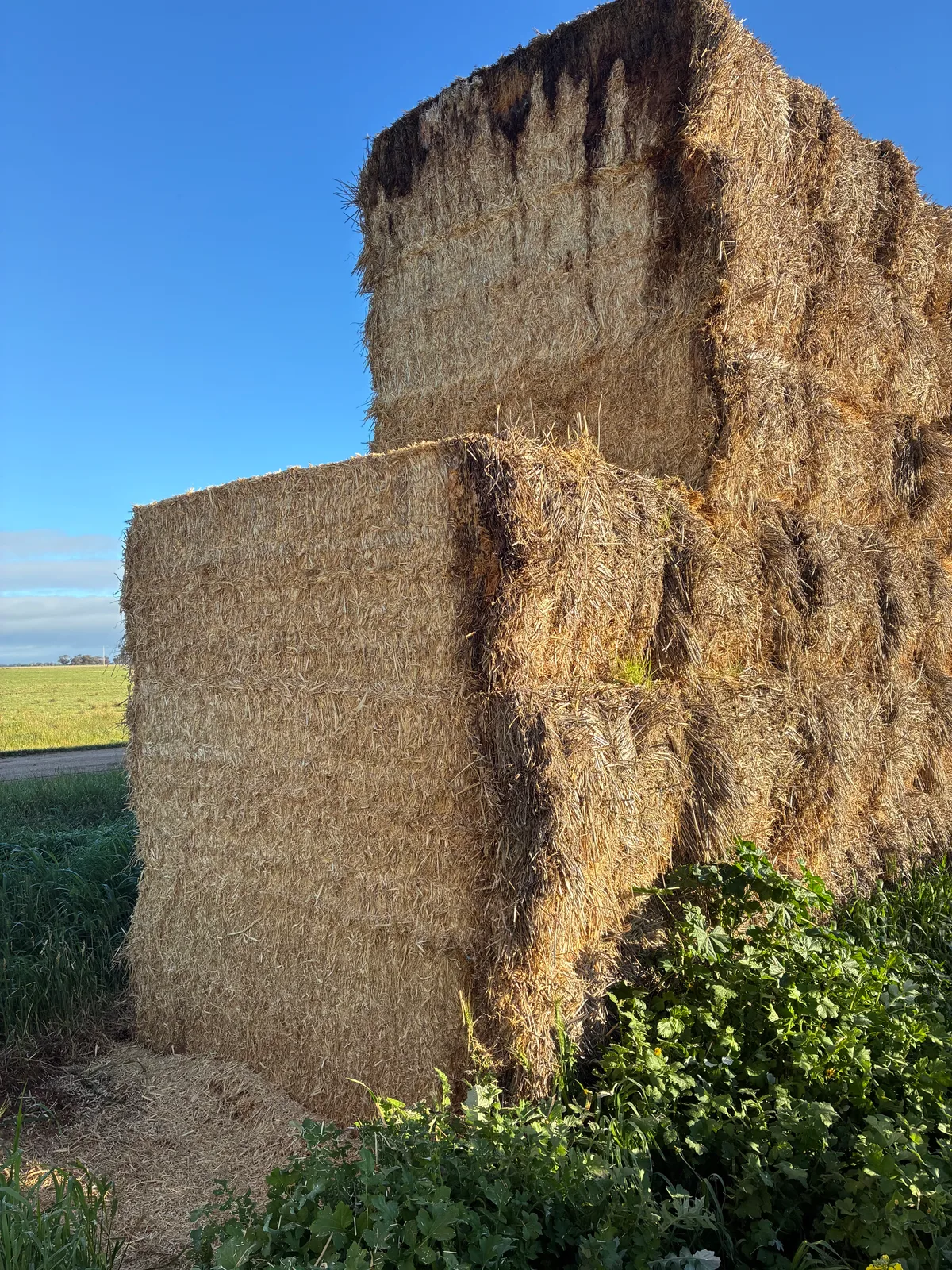 Cereal straw (Tops removed), Farm Direct Stock Feeds — photo 3