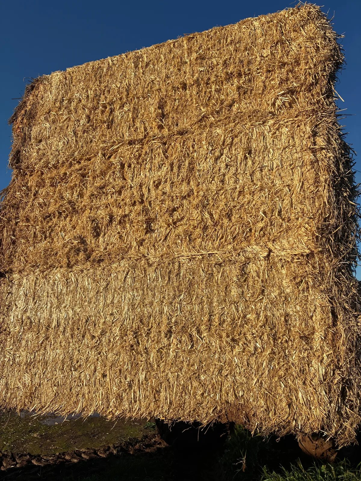 Cereal straw (Tops removed), Farm Direct Stock Feeds — photo 2