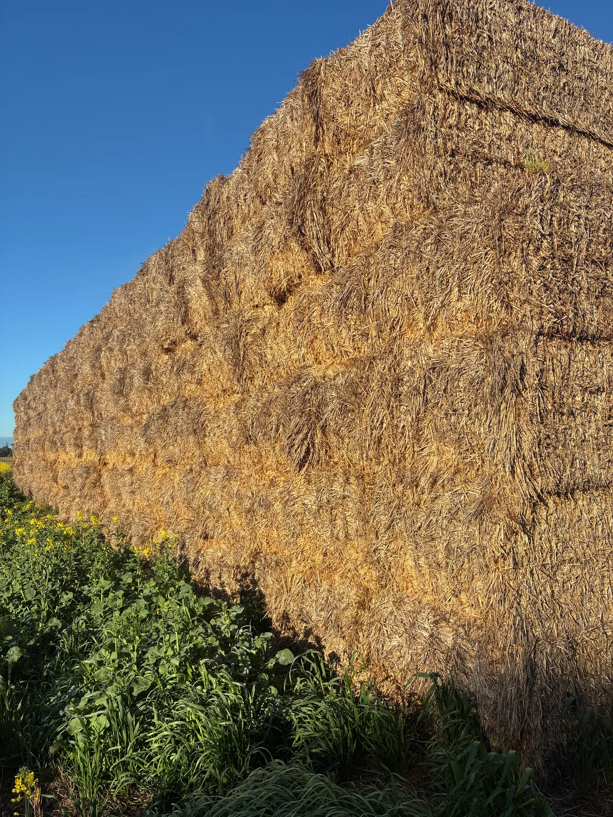Cereal straw (Tops removed), Farm Direct