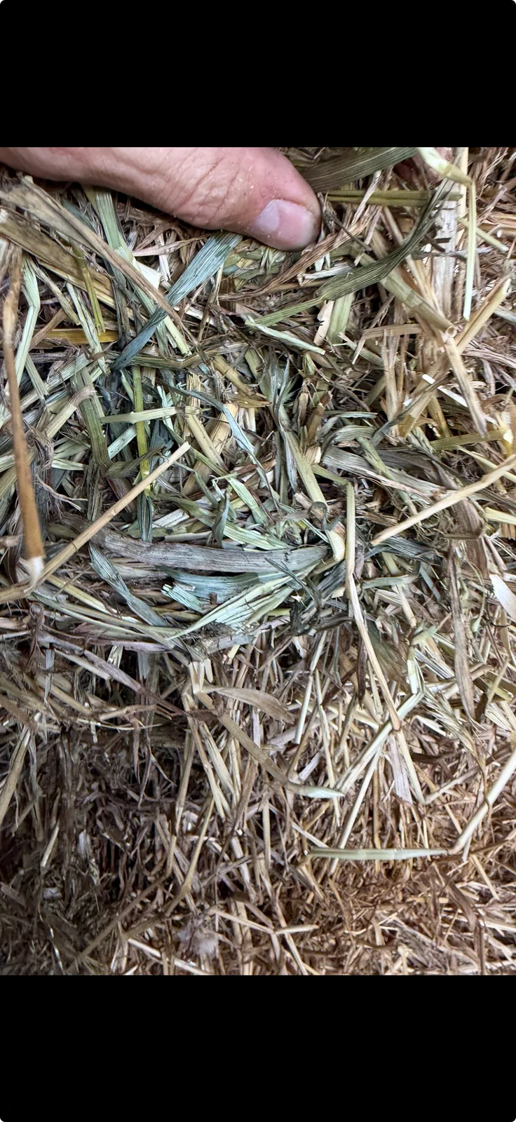 Low sugar grass/ clover, Farm Direct Stock Feeds — photo 2