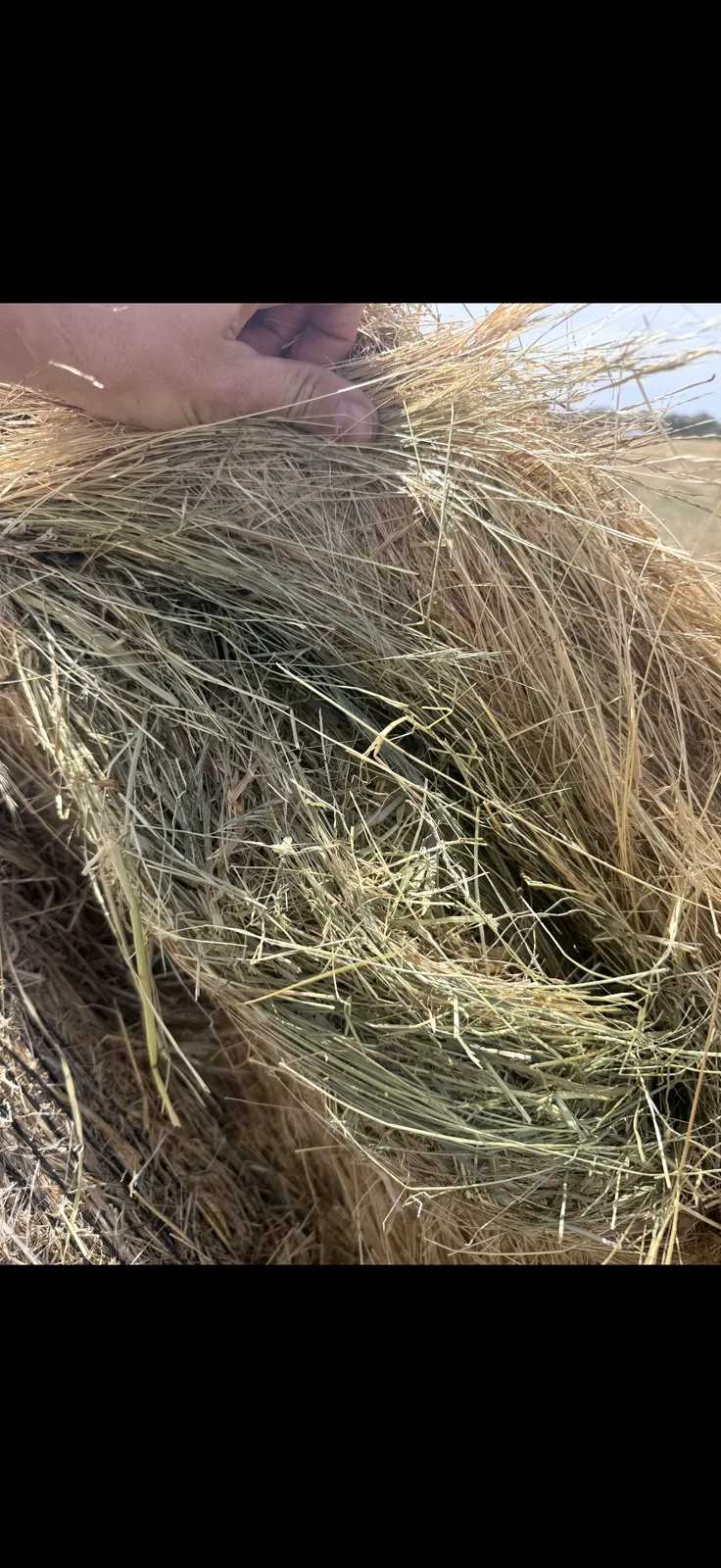 Native Pasture Unsown grass 5x4, Farm Direct Stock Feeds — photo 2