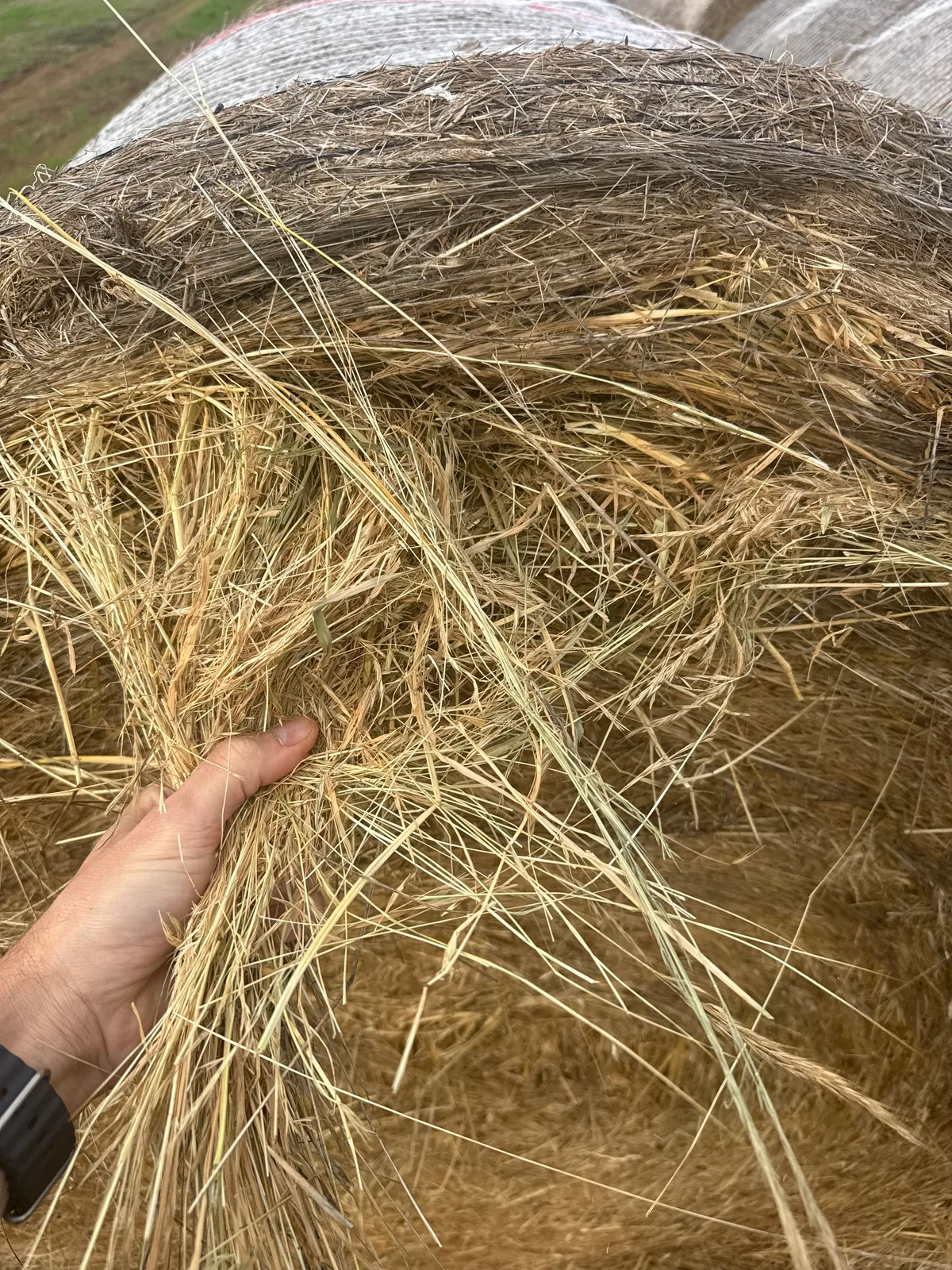 Native Pasture Unsown grass 5x4, Farm Direct Stock Feeds — photo 3
