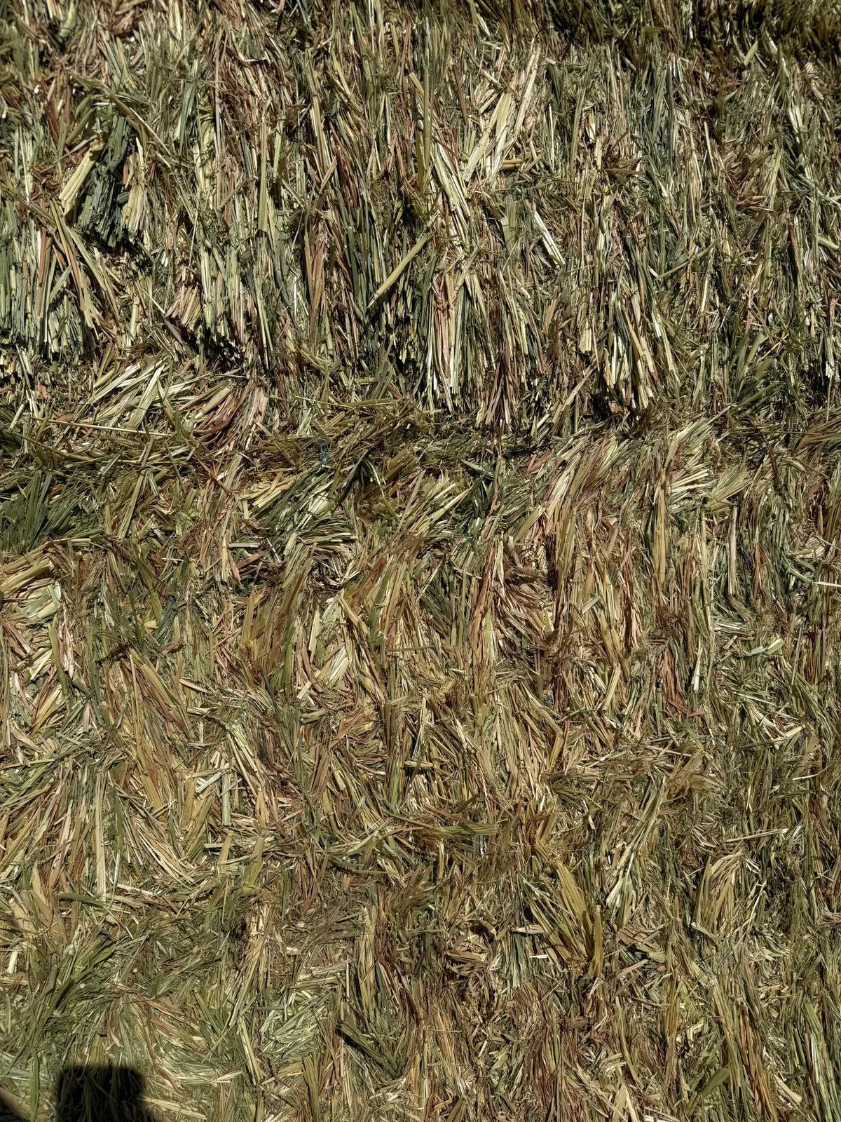 Oaten 26 NSW, Farm Direct Stock Feeds — photo 5
