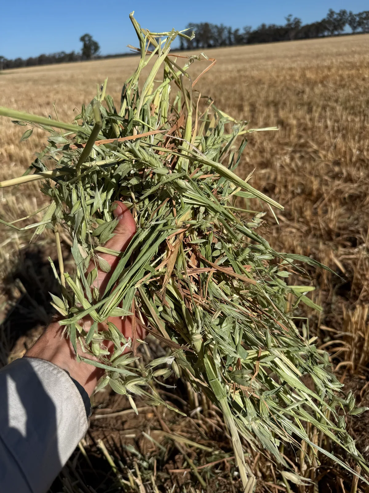 Oaten 26 NSW, Farm Direct Stock Feeds — photo 2