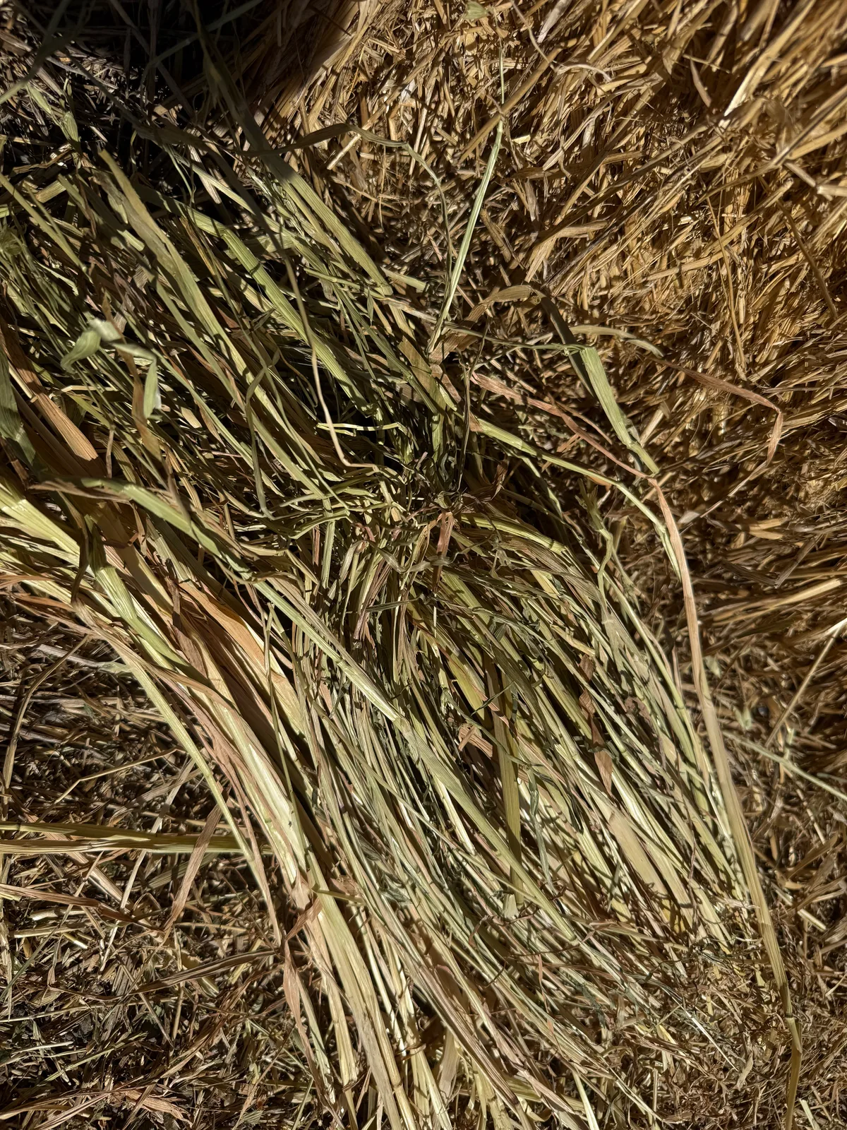 Oaten B Shedded, Farm Direct