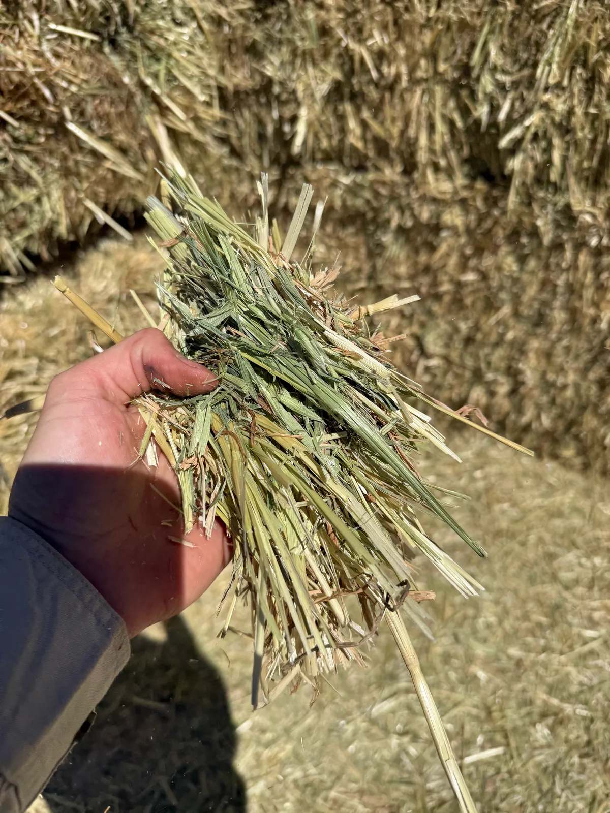 Oaten Sth NSW, Farm Direct Stock Feeds — photo 3