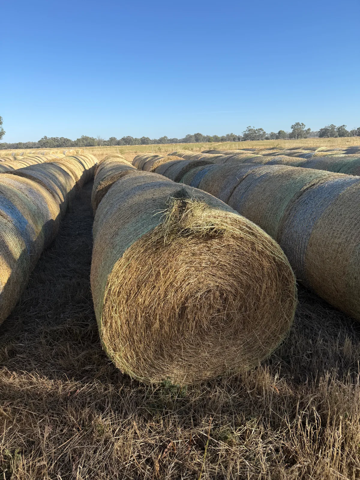 Rye Grass Roll 4x4, Farm Direct Stock Feeds — photo 2