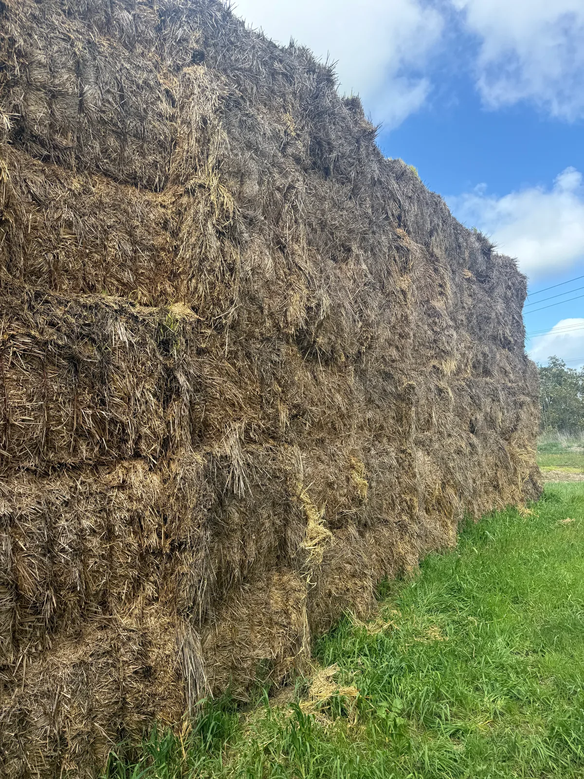 Unshedded Oaten, Farm Direct Stock Feeds — photo 3