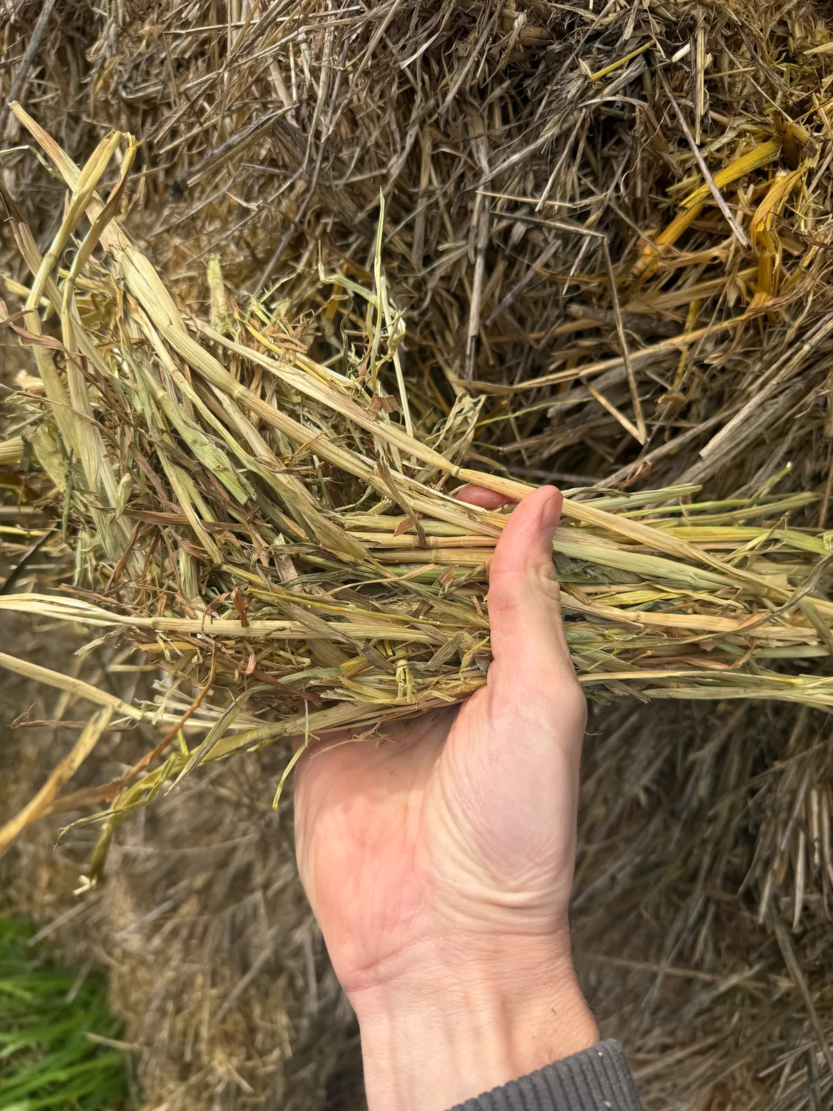 Unshedded Oaten, Farm Direct Stock Feeds — photo 2