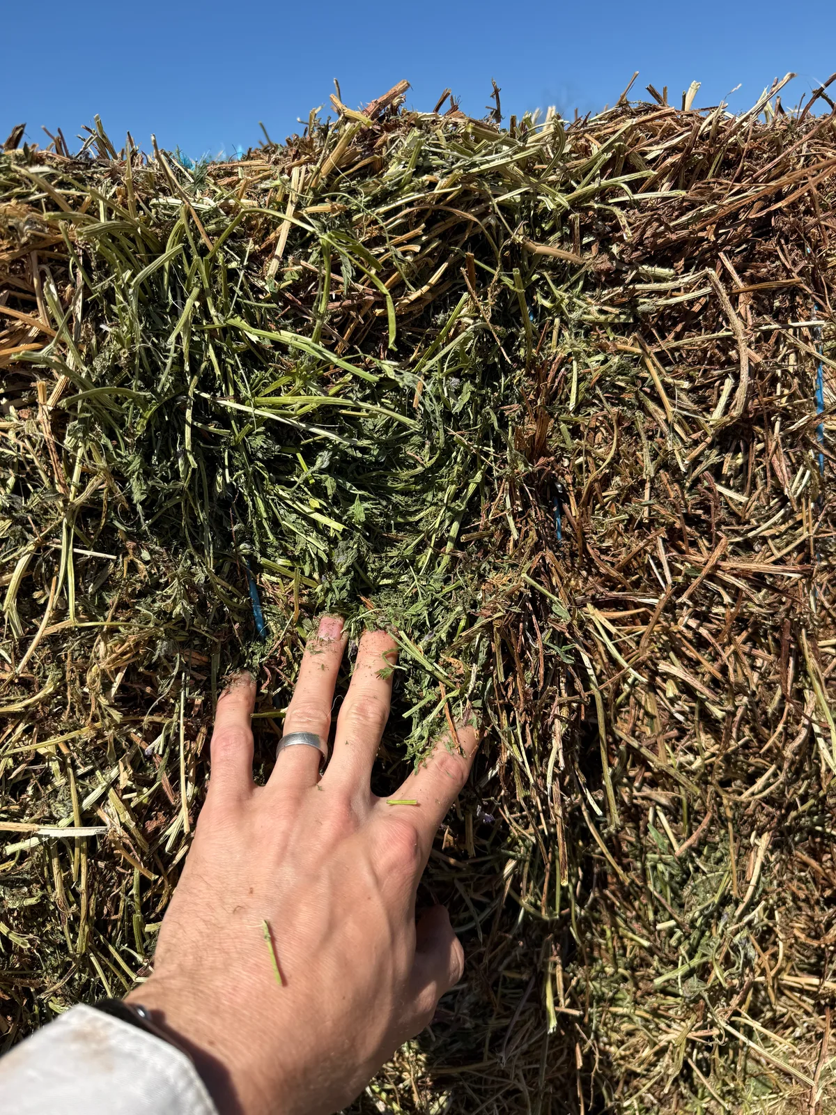Vetch hay 26 NSW, Farm Direct Stock Feeds — photo 2