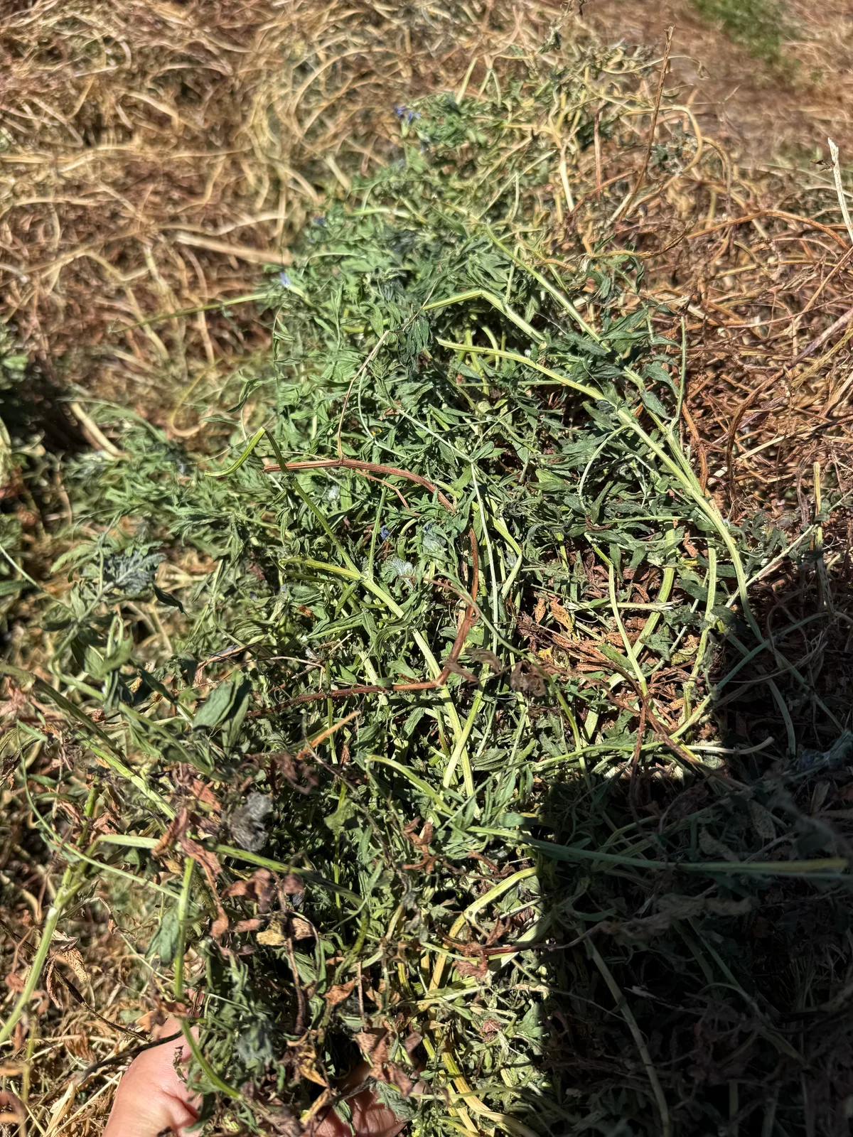 Vetch (Sth NSW), Farm Direct