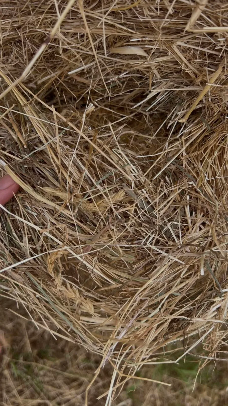 Feed Tested Shedded Mixed Pasture 4x4, Farm Direct Stock Feeds — photo 4