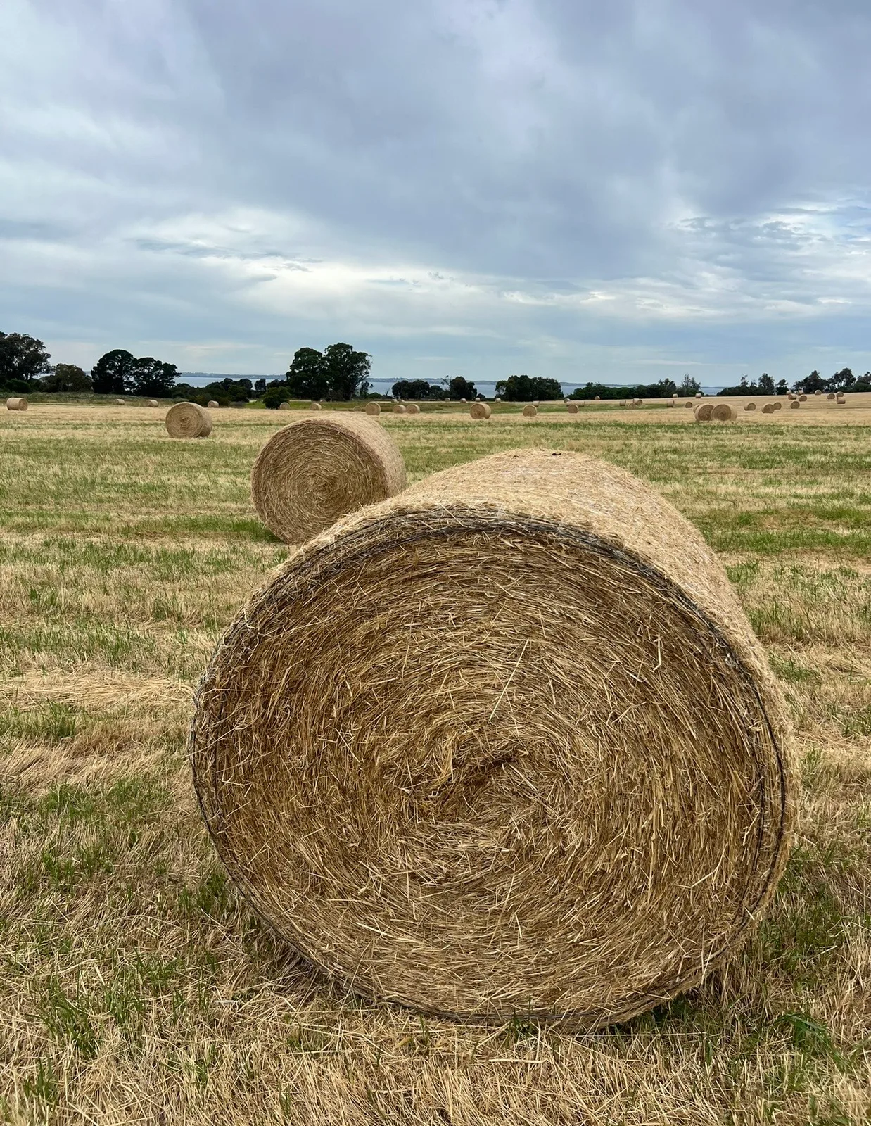 Feed Tested Shedded Mixed Pasture 4x4, Farm Direct Stock Feeds — photo 2