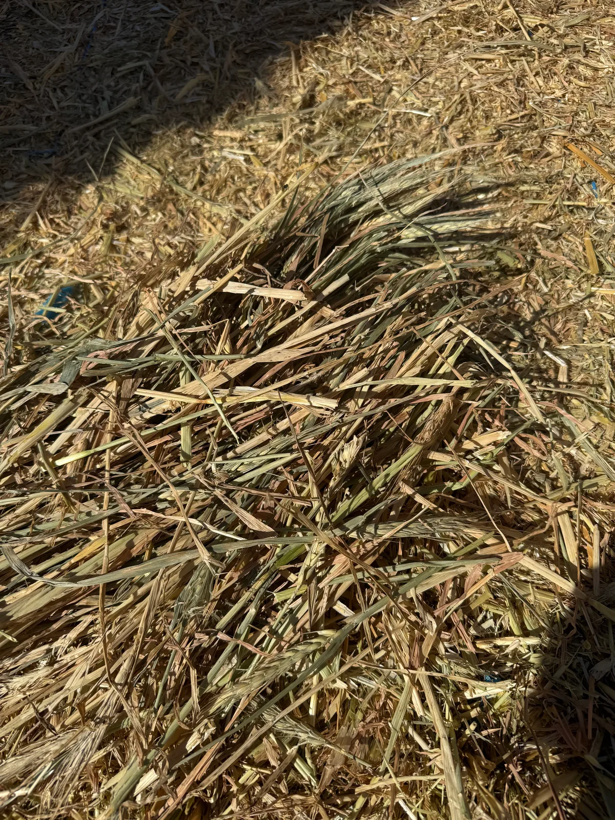 Wheaten, Farm Direct Stock Feeds — photo 4