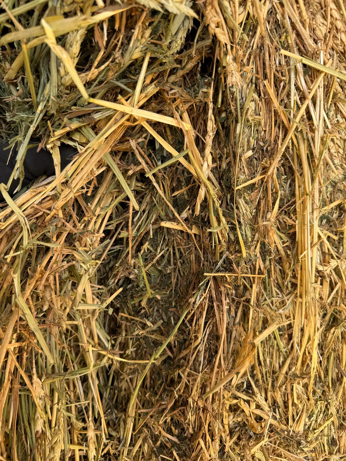 Lucerne / Wheaten Mix (beardless), Farm Direct Stock Feeds — photo 5