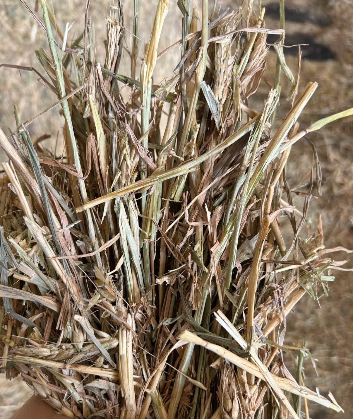 Wheaten ( A ), Farm Direct Stock Feeds — photo 3