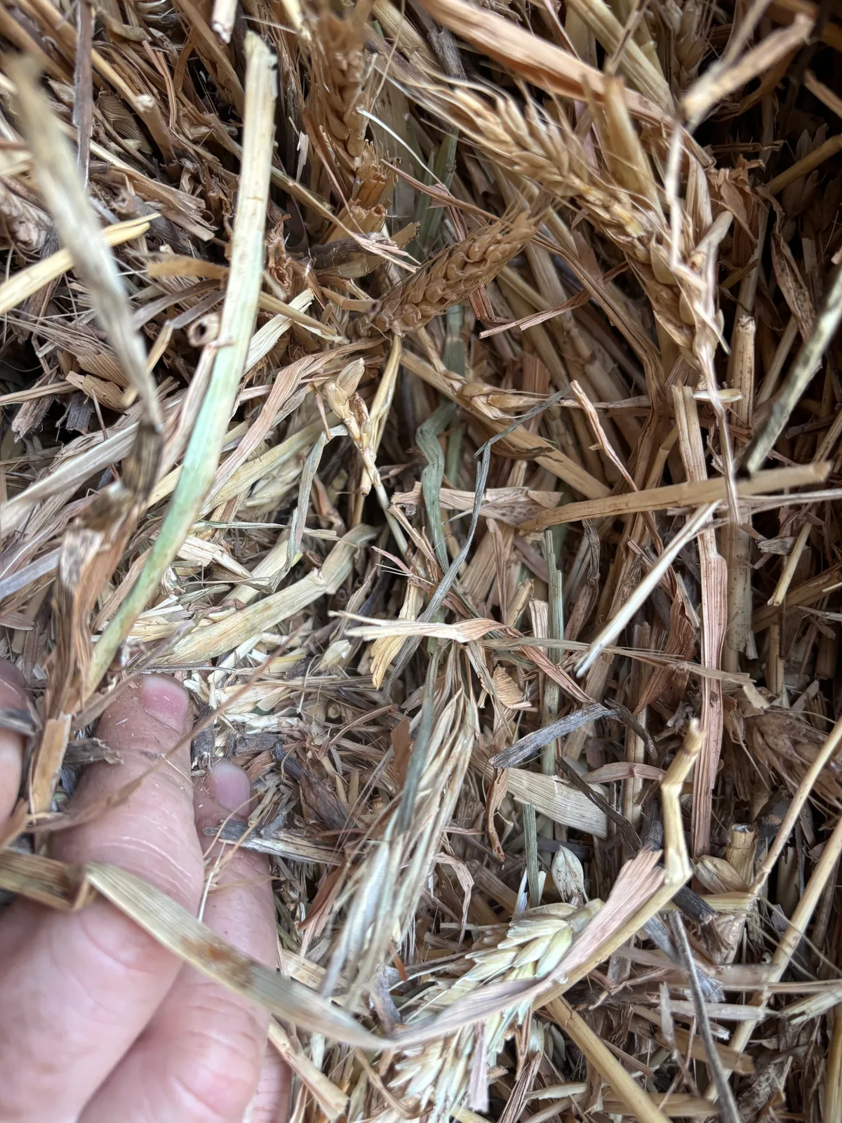 Wheaten ( B ), Farm Direct Stock Feeds — photo 2